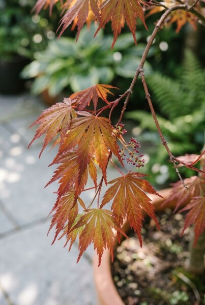 Acer palmatum 'Skeeter's Broom'