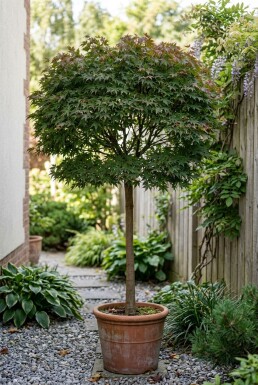 Acer palmatum 'Skeeter's Broom' op stam