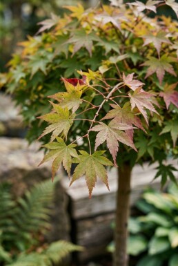 Acer palmatum 'Skeeter's Broom' op stam