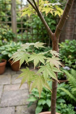 Acer palmatum 'Starfish' Halfstam