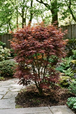 Acer palmatum 'Stella Rossa'