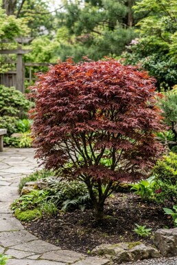 Acer palmatum 'Stella Rossa'