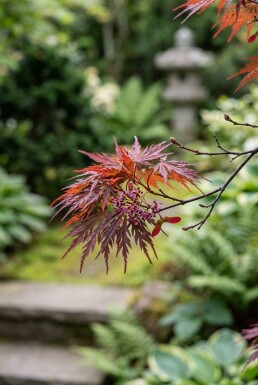Acer palmatum 'Stella Rossa'