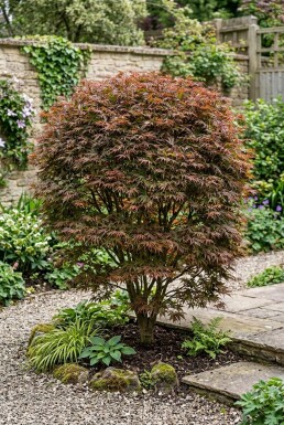 Acer palmatum 'Stella Rossa' Struik