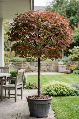 Acer palmatum 'Stella Rossa' op stam