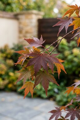 Acer palmatum 'Stella Rossa' op stam