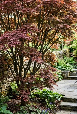 Acer palmatum 'Sumi-nagashi' Struik