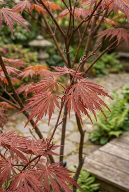 Acer palmatum 'Sumi-nagashi' Struik