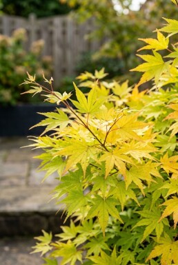 Acer palmatum 'Summer Gold' Struik