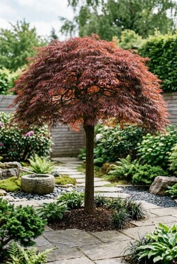 Acer palmatum 'Tamukeyama' Halfstam