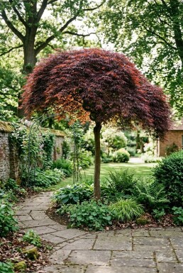 Acer palmatum 'Tamukeyama' Halfstam