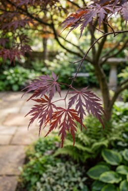 Acer palmatum 'Tamukeyama' Halfstam