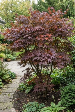Acer palmatum 'Tamukeyama' Struik
