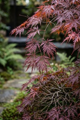 Acer palmatum 'Tamukeyama' Struik