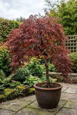 Acer palmatum 'Tamukeyama' op stam
