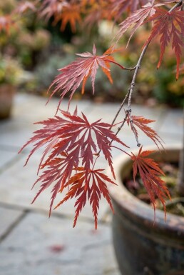 Acer palmatum 'Tamukeyama' op stam