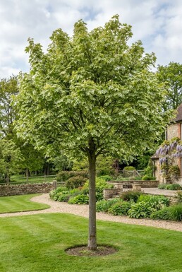 Acer platanoides 'Drummondii' op stam