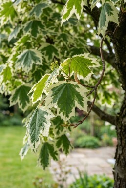 Acer platanoides 'Drummondii' op stam