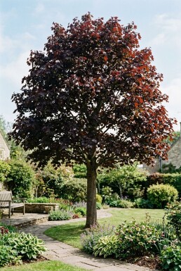 Acer platanoides 'Royal Red' op stam