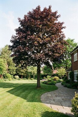 Acer platanoides 'Royal Red' op stam