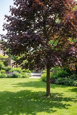 Acer platanoides 'Royal Red' Halfstam