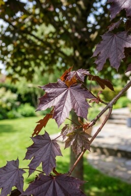 Acer platanoides 'Royal Red' Halfstam