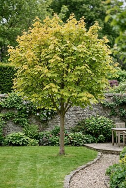 Acer pseudoplatanus 'Brilliantissimum'