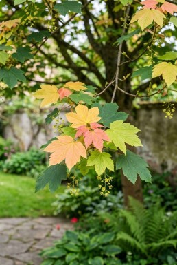 Acer pseudoplatanus 'Brilliantissimum'