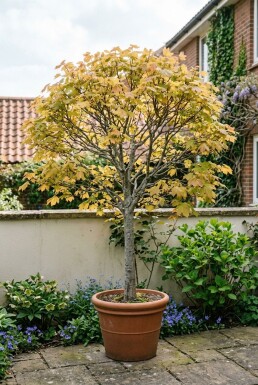 Acer pseudoplatanus 'Brilliantissimum' op stam