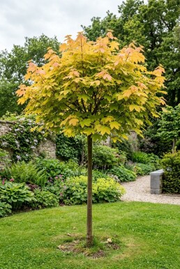 Acer pseudoplatanus 'Brilliantissimum' Halfstam