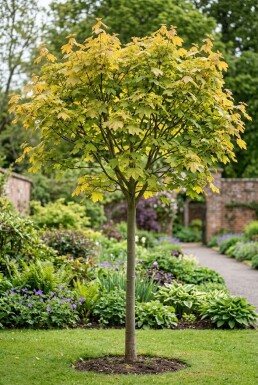 Acer pseudoplatanus 'Brilliantissimum' Halfstam
