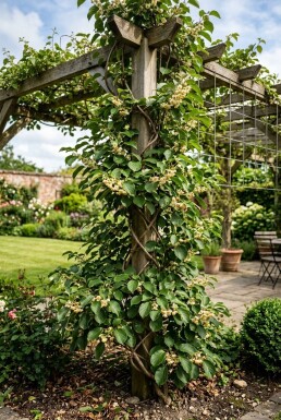 Actinidia arguta 'Ananasnaya' gestokt