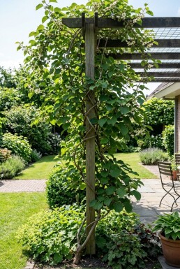 Actinidia arguta 'Ananasnaya' gestokt