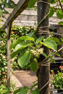 Actinidia arguta 'Ananasnaya' gestokt
