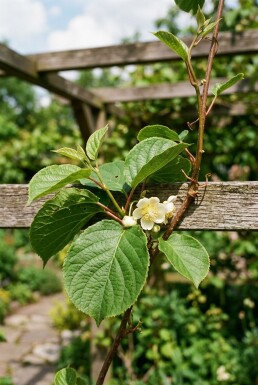 Actinidia arguta 'Bayern' gestokt