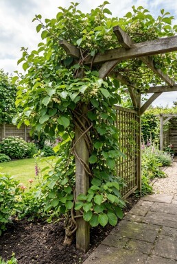 Actinidia arguta 'Geneva' gestokt