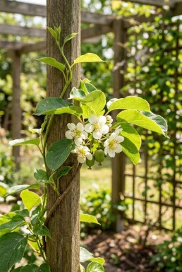 Actinidia arguta 'Geneva' gestokt
