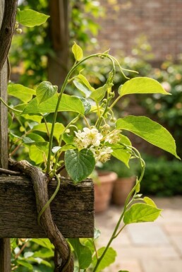 Actinidia arguta 'Issai'