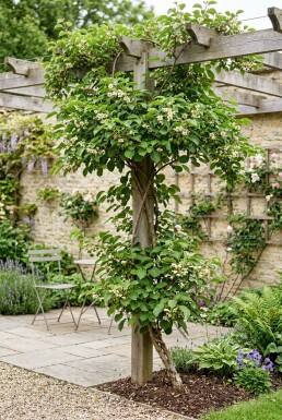 Actinidia arguta 'Issai' gestokt