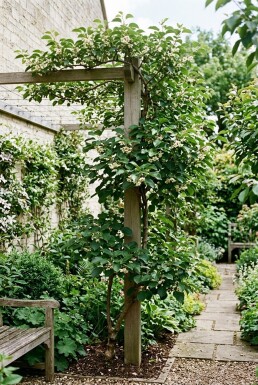Actinidia arguta 'Issai' gestokt
