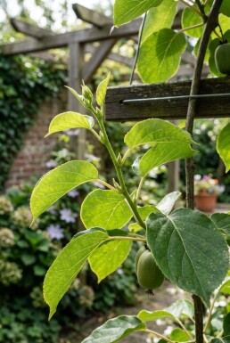 Actinidia arguta 'Issai' Draagbeugel