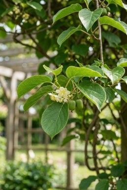 Actinidia arguta 'Jumbo' gestokt