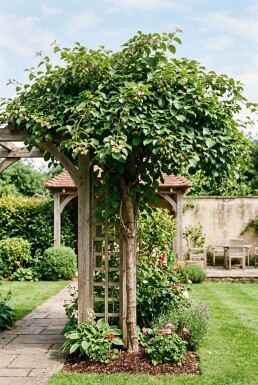 Actinidia arguta 'Weiki' gestokt