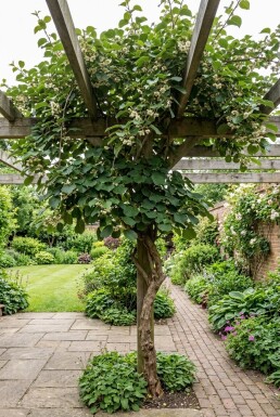 Actinidia chinensis 'Atlas' gestokt