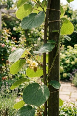 Actinidia chinensis 'Golden Kiwi' gestokt