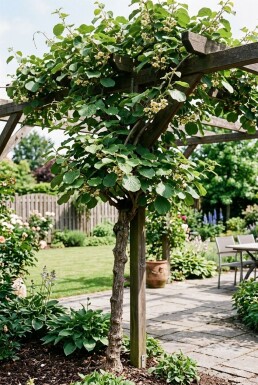 Actinidia chinensis 'Hayward' gestokt