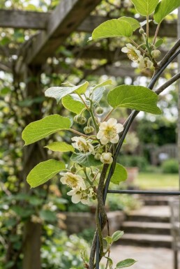 Actinidia chinensis 'Huwelijk' Draagbeugel