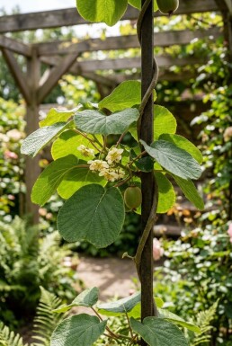 Actinidia chinensis 'Jenny' Draagbeugel