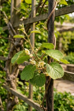 Actinidia deliciosa gestokt