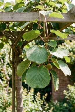 Actinidia deliciosa 'Hayward' gestokt
